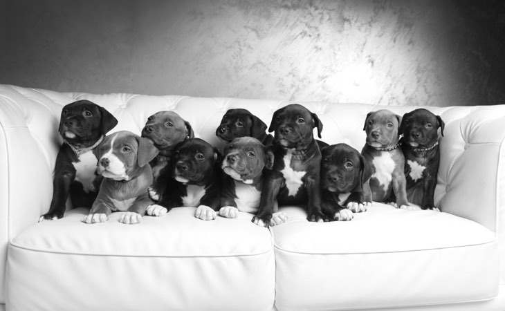 photographe animaux